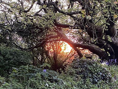 sun through trees across a stream Zennor Cornwall